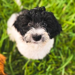 Goldendoodle Puppies from Summer Sun Doodles