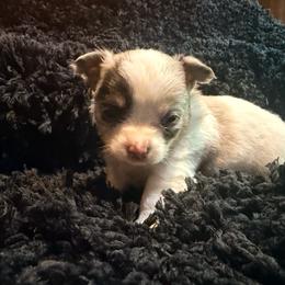 Stuart - White male Chihuahua puppy in Seneca, Missouri from Stephanie’s Puppy Colony