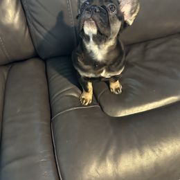 French Bulldog Puppies from Chanel & Co Frenchies