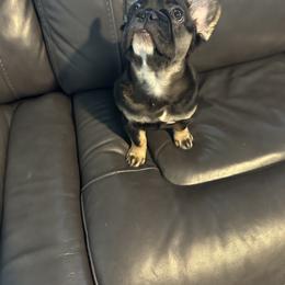French Bulldog Puppies from Chanel & Co Frenchies