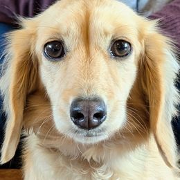 Queenie - Dachshund