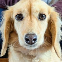 Queenie - Dachshund