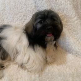 Luna - Havanese