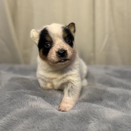 Starscream - Blue male Australian Cattle Dog puppy in Rosharon, Texas from 4Surge Cattle Dogs