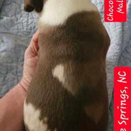 Ayden - Harlequin male Great Dane puppy in Biscoe, North Carolina from Clouser's Bodacious Danes & Miniature Schnauzers