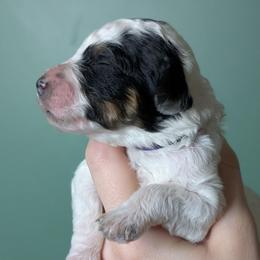 Winry - Parti female Poodle puppy in Salem Township, Maine from Moirae Poodles