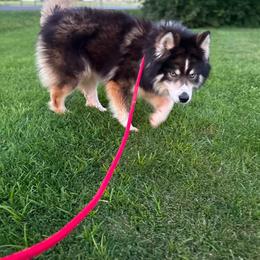 Orion - Siberian Husky