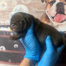 Lilly - Chocolate tri-color female Bulldog puppy in Angelica, New York from Snapp Valley Bulldogs