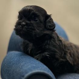 Winnie - Brindle and white female Shih Tzu puppy in Statesboro, Georgia from Magnolia Small Breeds