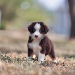 Ponzu - Red tri male Toy Australian Shepherd puppy in Georgetown, Texas from Minikin Manor