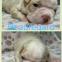 Beauregard - Seal and white male Boston Terrier puppy in Brazos Point, Texas from TX Southern Belle Bostons