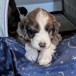 Poseidon - Blue merle male Aussiedoodle puppy in New Durham, New Hampshire from Ridgeview Aussiedoodles