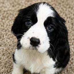 North - Black and white female English Springer Spaniel puppy in Fort White, Florida from Thunderbird Springers
