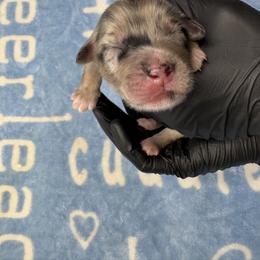 Australian Shepherd Puppies from Good Karma Aussies