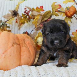 German Shepherd Puppies from House of Havoc GSDs