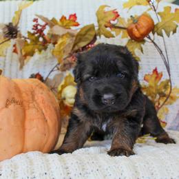 German Shepherd Puppies from House of Havoc GSDs