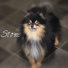 Stone - Pomeranian