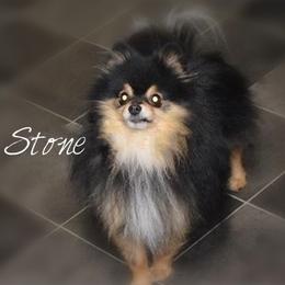 Stone - Pomeranian