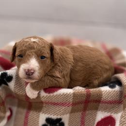 Daisy - Red  female Goldendoodle puppy in Kansas City, Kansas from Bella & Ivy’s Mini Goldendoodles of KC