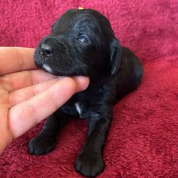 Girl 4 - Yellow Collar - Black and white female Cavapoo puppy in Tempe, Arizona from Springerdoodles Plus AZ