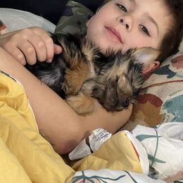 Yorkshire Terrier Puppies from Celestial Family Terriers (Yooper Yorkies)