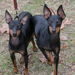 Manchester Terriers from Lakeway Manchester