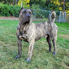 Koba - Perro de Presa Canario