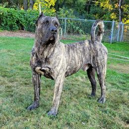 Koba - Perro de Presa Canario