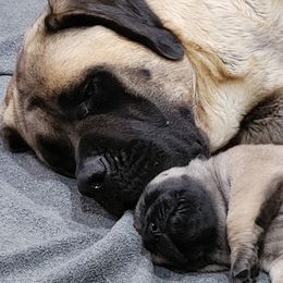 Ash - Mastiff