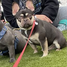 French Bulldog All Grown Up from B.A.D_Frenchies