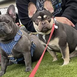 French Bulldog All Grown Up from B.A.D_Frenchies