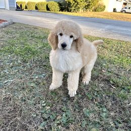 Viceroy - Apricot Poodle puppy in Swansboro, North Carolina from Monarch Standard Poodles