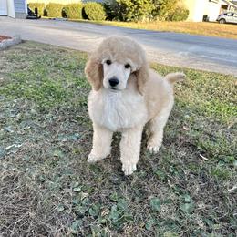 Viceroy - Apricot Poodle puppy in Swansboro, North Carolina from Monarch Standard Poodles