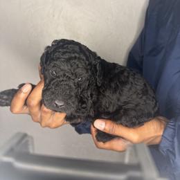 Obsidian - Black male Poodle puppy in Fort Lauderdale, Florida from SoFlo Standard Poodles
