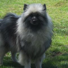 Kalani - Keeshond