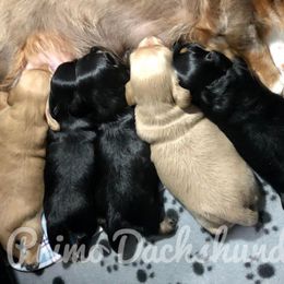 Dachshund Puppies from Primo Dachshunds