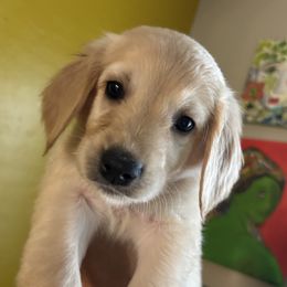 Sadie - Apricot female Goldendoodle puppy in Tucson, Arizona from Cheryl's Goldendoodles