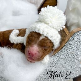 Male 2 - Red  male Goldendoodle puppy in Otisville, Michigan from Danie’s Darling Doodles LLC