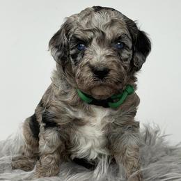 SHELBY- Sage collar - Merle female Goldendoodle puppy in Watertown, New York from True Friend Doodles