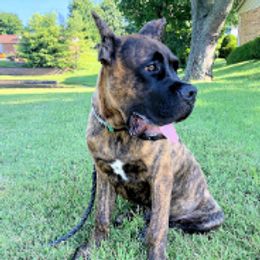Cane Corso from C&I Elite Cane Corso