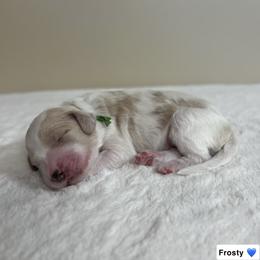 Frosty - Parti male Goldendoodle puppy in Crothersville, Indiana from Wischmeier’s Doodles