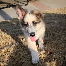 German Shepherd and White Shepherd Puppies from Scenic Creek German Shepherds