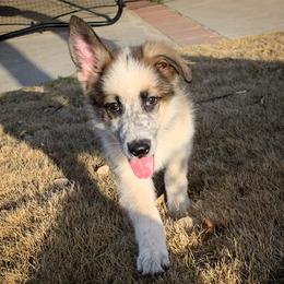 German Shepherd and White Shepherd Puppies from Scenic Creek German Shepherds