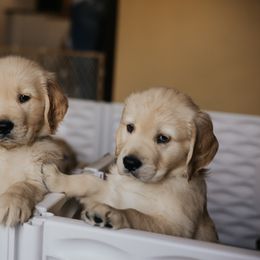 Golden Retriever Puppies from Rosemary Goldens