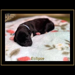 Eclipse - Black and white female Great Dane puppy in Liberty, New York from Catskills Greatest Danes