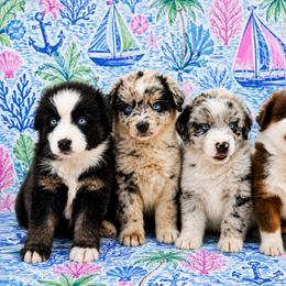 Australian Shepherd and Miniature Australian Shepherd Puppies from Fairfax Aussies