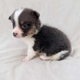 Blue Female I - Blue female Pembroke Welsh Corgi puppy in Okeechobee, Florida from Cowtown Corgis & Border Collies