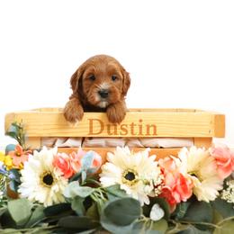 Dustin - Red  male Goldendoodle puppy in Spanish Fork, Utah from Oodles of Floofy Doodles