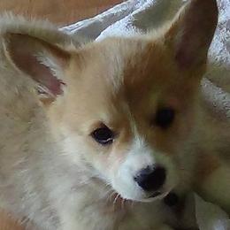 Pembroke Welsh Corgis from My Pembroke Passion