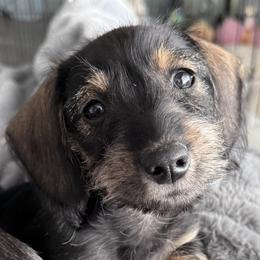 Schnoxie Boy - Black and tan male Companion Cross puppy in Twin Falls, Idaho from Sheri Lauritsen